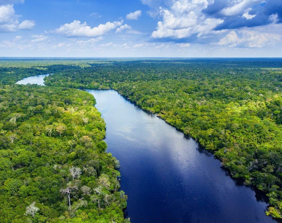 Clear river surrounded by green trees