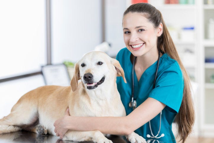 What is Veterinary Waste? A Stericycle Guide on Veterinary Waste Disposal